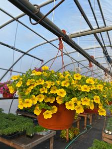 10 Calibrachoa Hanging Basket Original Cheap Online