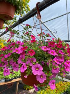 10 Calibrachoa Hanging Basket Discount Ebay