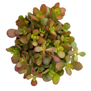 Crassula Ovata Jade Crosby - 6'' pot Clearance Nicekicks