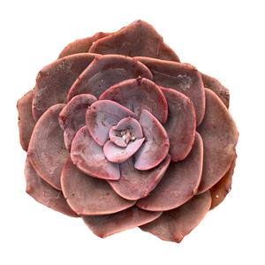 Echeveria Dusty Rose Discount Supply