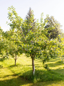 Apple Tree 'Goodland' Clearance Online