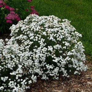 Achillea Yarrow 'Peter Cottontail' Cheap Get Authentic