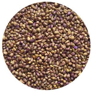 Millet, Pearl, Hybrid Clearance Amazon