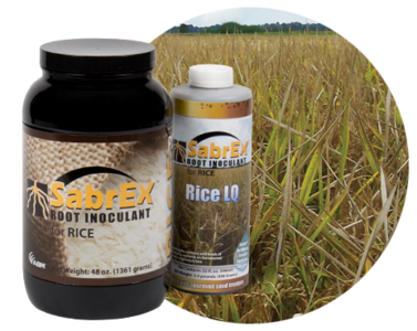 SabrEx LQ For Rice Inoculant (32 fl. oz. jug) Top Quality Online