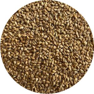 Millet, Brown Top Finishline Online