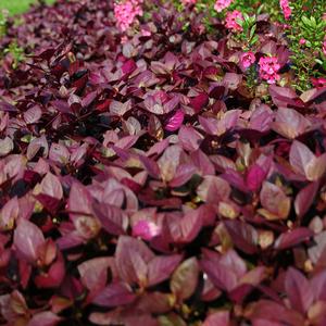 Alternanthera Purple Prince Seed Genuine Sale Online