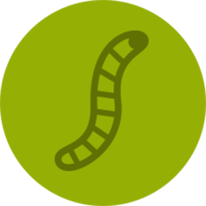 Giant Mealworms Clearance Pices