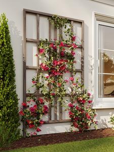URBANA Medium Modern Trellis Sale Pre Order