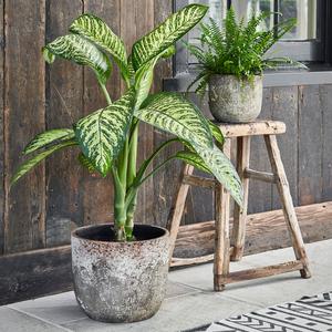 Albero Planter Buy Cheap Discounts