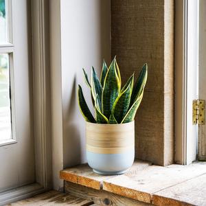 Bamboo Planter Free Shipping Cheap Pice