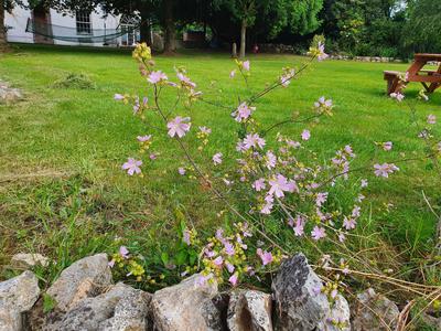 Musk Mallow - 1g Amazing Pice