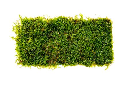Christmas Moss on Fiber Mat Cheap Sale 2025 Unisex