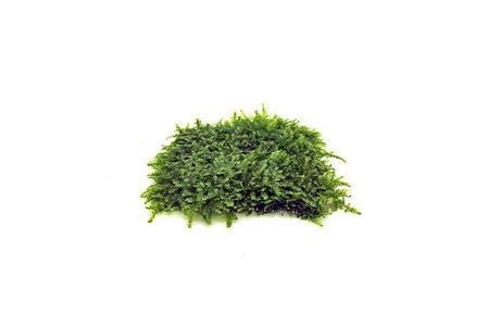 Mini Christmas Moss on Stainless Steel Free Shipping Factory Outlet