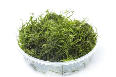 Flame Moss Outlet Lowest Pice