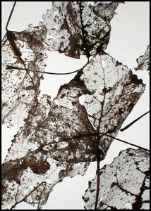 Leaves | POSTER BOARD Cheap Sale The Cheapest