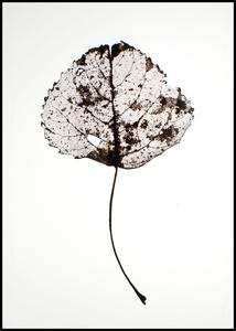 Leaf rustic | POSTER BOARD Footlocker Pictures Online