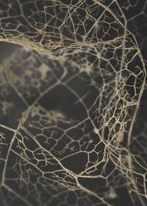Leaf skeleton dark | POSTER Inexpensive Sale Online