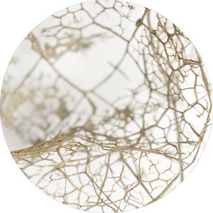 Leaf skeleton | CIRCLE ART Cheap Sale Release Dates
