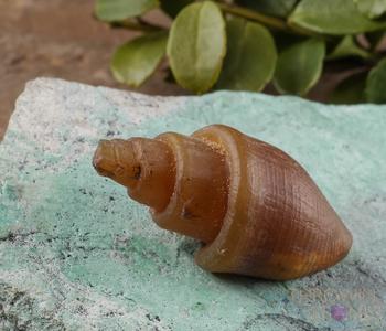 Agatized SEASHELL Fossil - Beach Decor, Jewelry Making, Unique Gift, E0360 Cheap Pirce