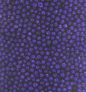 Hobby Crafting Fun - Mini Pearls Purple Outlet Top Quality