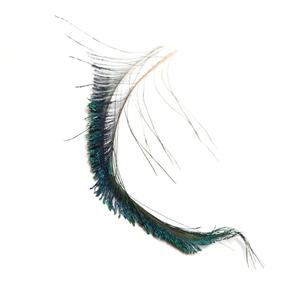 Pfuglesvrd - Peacock Sword Tails Newest For Sale