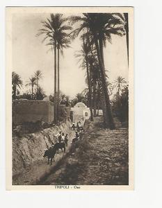 AK Tripoli - Oasi. Discount Pices