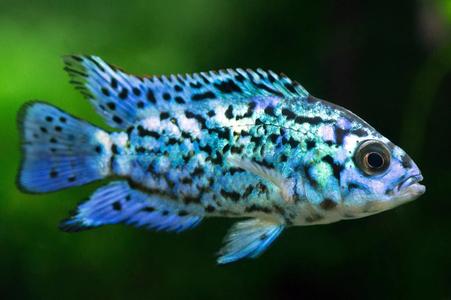 Electric Blue Jack Dempsey (M) Discount Sale Online