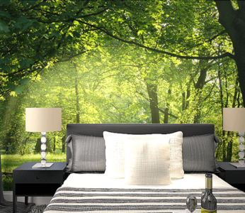 Forest Trees 2 Find Great Cheap Online