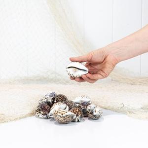 Cowrie Shell #736 Outlet Fashionable