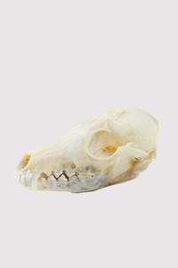 Fox Skull Affordable Online