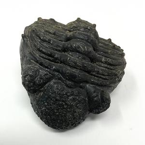 Trilobite Fossil from Morocco Websites For Sale
