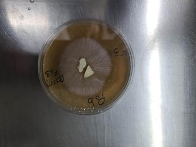 Petri plate cultures Really For Sale