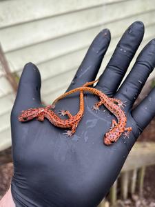 Cave Salamanders (Eurycea lucifuga) Websites Cheap Pice