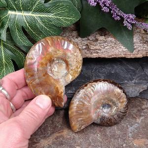 #AMN-21 Ammonite Fossil Lowest Pice Cheap Pice