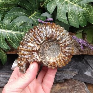 #AMN-22 Ammonite Fossil New For Sale