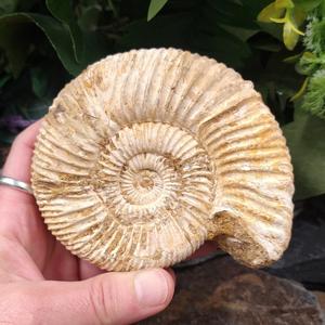 #AMN-30C Ammonite Fossil For Sale Official Site