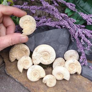 #AMN-18F Ammonite Fossil 1in Low Cost Online