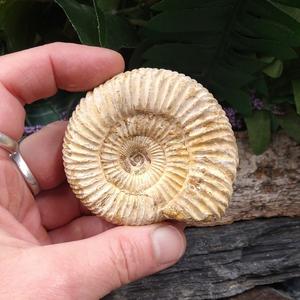 #AMN-32 Ammonite Fossil Clearance Manchester Great Sale