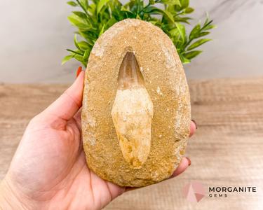 Mosasaur Tooth Fossil Authentic Marine Predator Fossil from the Cretaceous Period In China Cheap Pice