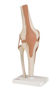 Anatomical Model - functional knee joint Free Shipping Eastbay