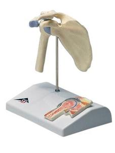3B Scientific Anatomical Model - mini shoulder joint with cross section of bone on base - Includes 3B Smart Anatomy Free Shipping Hot Sale