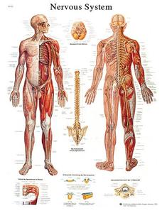 Anatomical Chart - nervous system chart, laminated Discount Latest