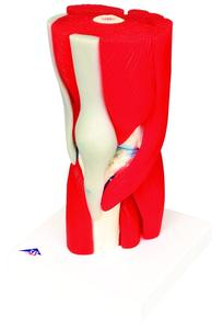 Anatomical Model - knee joint with removable muscles, 12-part Clearance Wiki
