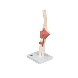 3B Scientific Anatomical Model - functional elbow joint, deluxe - Includes 3B Smart Anatomy Official Cheap Online