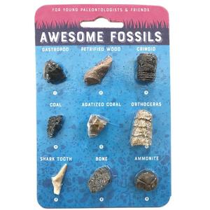 Awesome Fossils | Compact Curiosities Fossil Collection Outlet Purchase