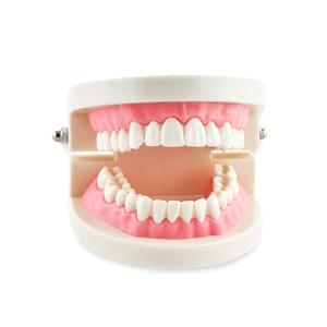 1 Piece Dental Dentist Flesh Pink Gums Standard Teeth Tooth Teach Model Extremely For Sale