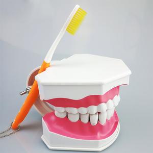 1 pc Dental Teeth Model with Toothbrush with Removable Teeth Inexpensive