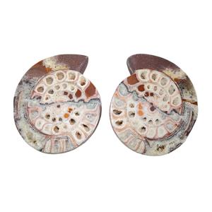 Ammonite Pairs with Holes Buy Cheap Pay With Paypal