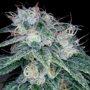 Sour Diese - F6 Clearance Big Discount