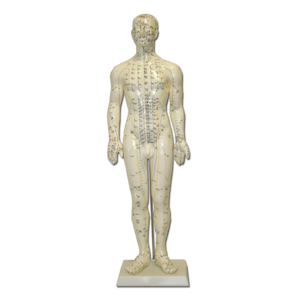 Modello Anatomico di corpo Maschile per l'Agopuntura - 60cm - D027M Free Shipping Comfortable